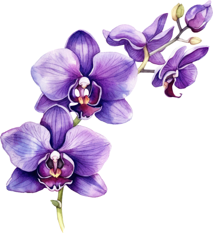 Purple Orchid flower watercolor illustration